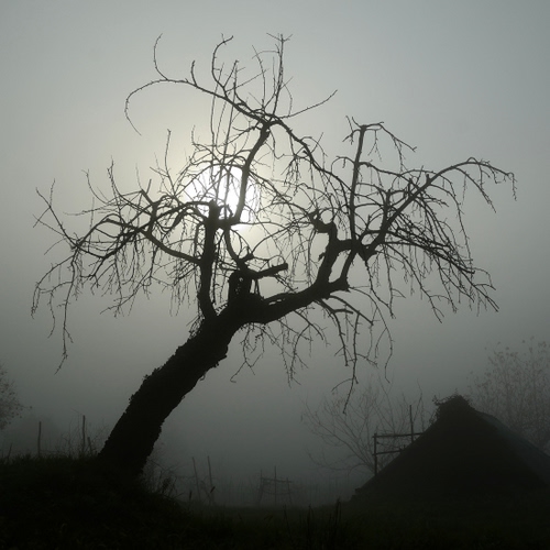 Immagine con albero, rami, nebbia, controluce, sole, bianconero, inverno, grigio, foschia
