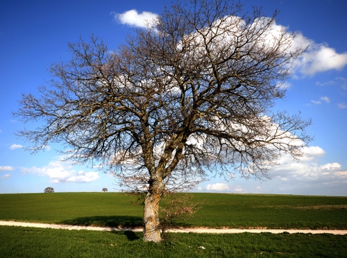 Immagine con albero, nuvole, rami, prato, campagna, cielo, strada, erba, verde, spoglio