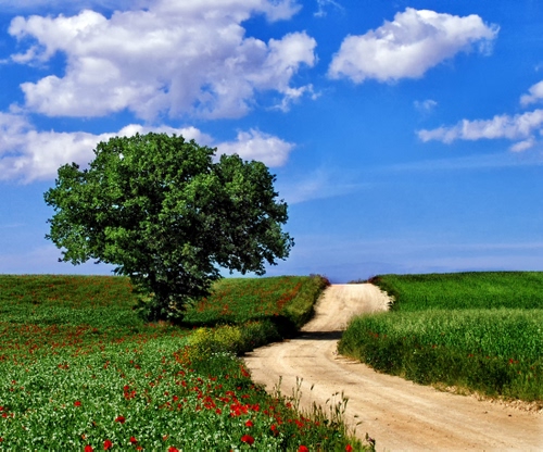 Immagine con strada, nuvole, verde, cielo, albero, campagna, erba, papaveri, fiori, azzurro, rosso, sentiero, campi, ombra, prato