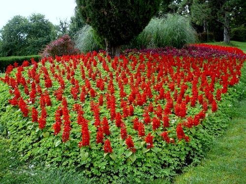 Immagine con fiori, verde, rosso, aiuola, alberi, aiuole, piante