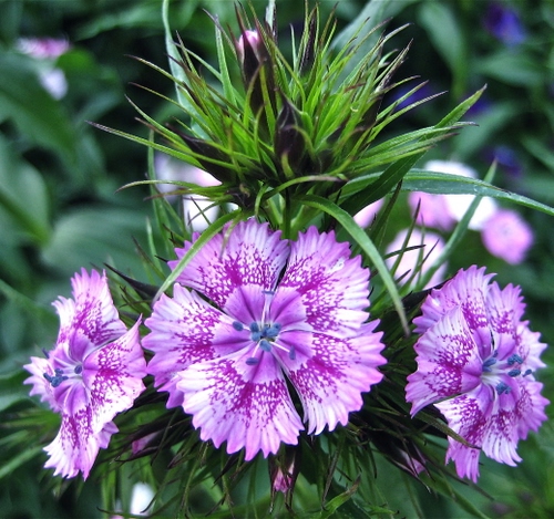 Immagine con verde, viola, fiori, foglie, petali, fiore, natura, macro, piante, pianta