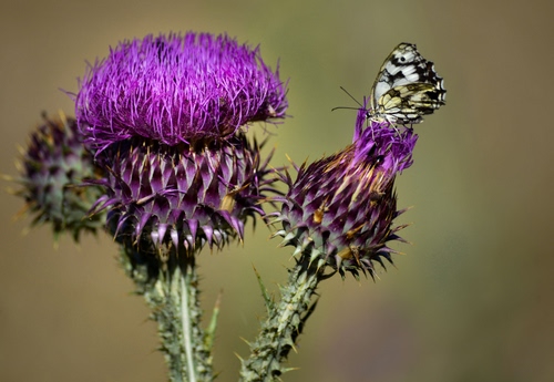 Immagine con farfalla, viola, fiore, cardo, spine, fiori, verde, ali, macro