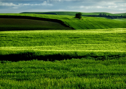 Immagine con verde, erba, prato, panorama, colline, campagna, paesaggio, collina, campi, campo, prati, albero