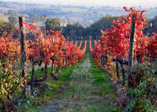 Immagine con filari, foglie, autunno, vigna, rosso, viti, campo, erba, vigneto, vite