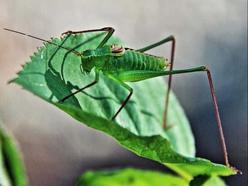 Immagine con verde, foglia, zampe, insetto, cavalletta, antenne, foglie