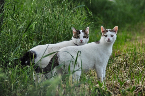 Immagine con gatti, erba, due, prato, animali, verde, bianchi, natura, mici, bianco