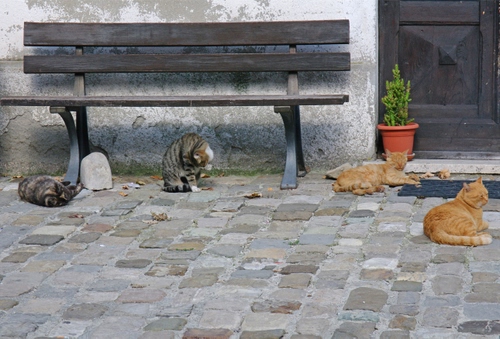 Immagine con panchina, gatti, vaso, quattro, porta, pianta, legno, felini, animali