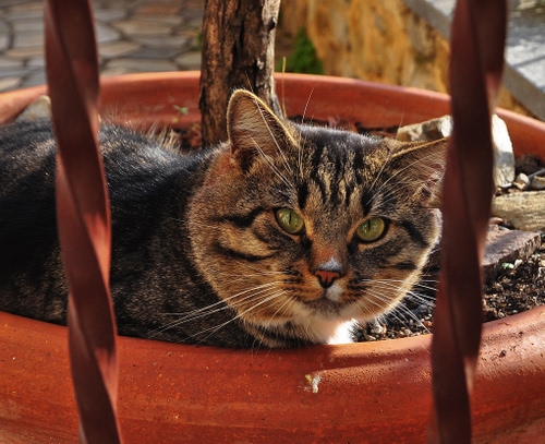 Immagine con gatto, occhi, vaso, baffi, sguardo, terra, ringhiera