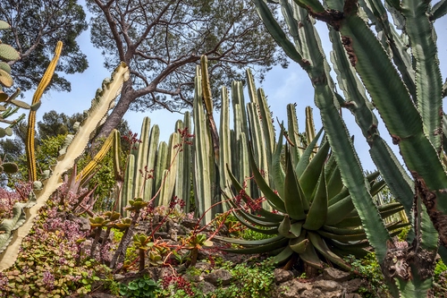 Immagine con piante, verde, rami, alberi, grasse, cactus, foglie, giardino, spine, rocce, cielo, aloe