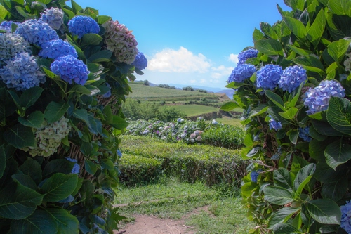 Immagine con fiori, verde, ortensie, azzurro, piante, foglie, cielo, nuvole