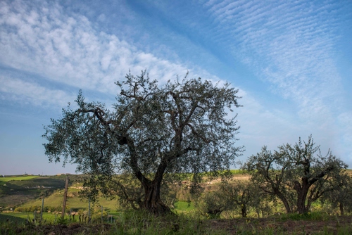 Immagine con alberi, nuvole, cielo, olivi, verde, paesaggio, albero, ulivi, campagna, rami