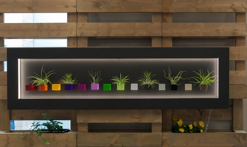 Immagine con legno, piante, colori, cornice, vasi, esposizione, verde, vetrina, piantine