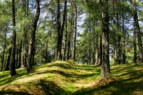 Immagine con bosco, alberi, verde, rami, erba, abeti, ombra, piante, tronchi