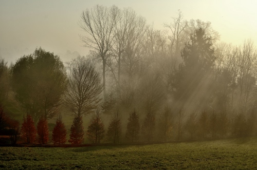 Immagine con alberi, nebbia, verde, prato, rami, raggi, erba, cielo