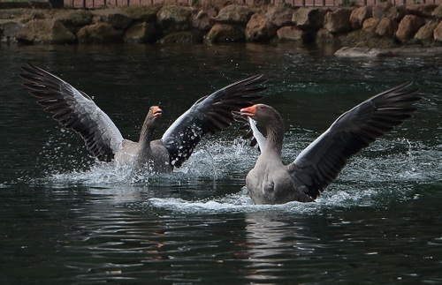 Immagine con acqua, ali, spruzzi, uccelli, oche, animali, becco, lago, due, volatili