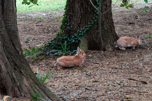 Immagine con due, conigli, animali, alberi, tronchi, edera, lepri, foglie