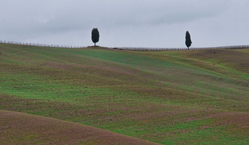 Immagine con cielo, alberi, verde, due, campo, collina, campi, campagna, prato, cipressi, terreno