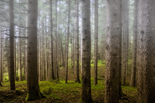 Immagine con alberi, bosco, nebbia, verde, tronchi, rami, erba