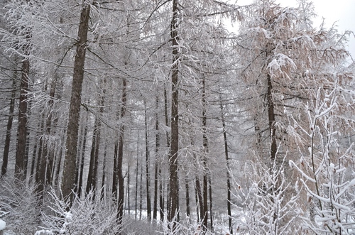 Immagine con alberi, bosco, neve, inverno, bianco, rami, tronchi