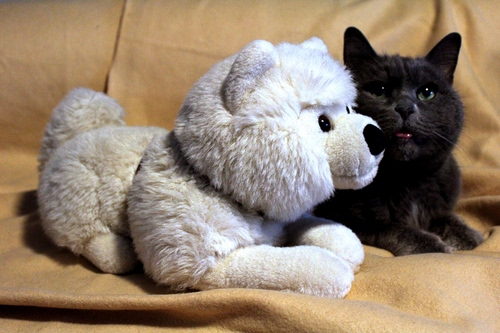 Immagine con gatto, cane, bianco, nero, animali, peluche, due, pupazzo, giocattolo, divano