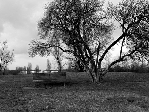Immagine con panchina, albero, bianconero, prato, rami, alberi, parco, nero, nuvoloso, bianco