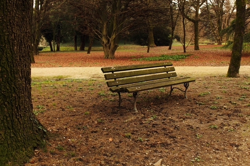 Immagine con parco, panchina, alberi, foglie, autunno, giardino, legno, rami, sentiero, piante, tronchi