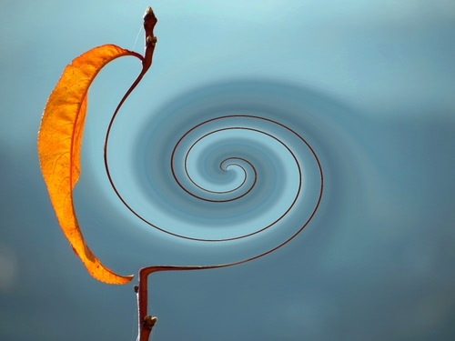 Immagine con foglia, spirale, azzurro, ramo, giallo, astratto
