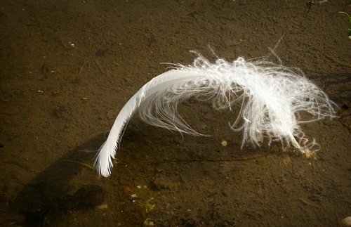 Immagine con piuma, bianco, terra, ombra, silenzio, marrone, bianca, terreno