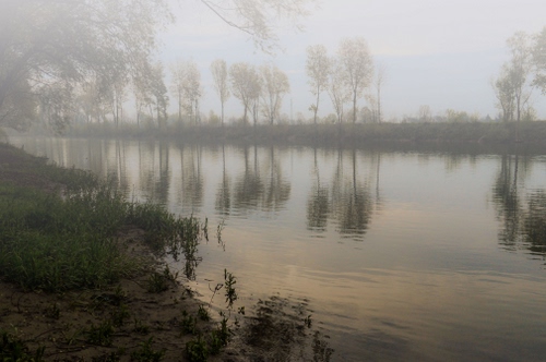 Immagine con alberi, fiume, acqua, nebbia, riflessi, riflesso, foschia, rive