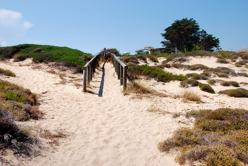 Immagine con sabbia, alberi, sentiero, staccionata, cespugli, dune, erba, verde