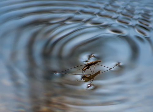 Immagine con acqua, insetto, onde, zampe, zanzara, riflesso, macro, cerchi, animale, corpo