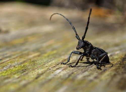 Immagine con insetto, nero, antenne, zampe, macro, sfocato, verde