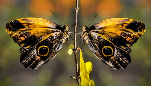 Immagine con farfalle, ali, giallo, insetti, due, farfalla, ramo, antenne, nero, stelo, fotomontaggio