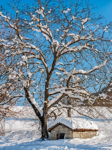 Immagine con neve, albero, rami, inverno, tetto, bianco, rifugio, azzurro, casolare, casetta