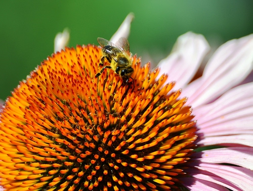 Immagine con fiore, ape, petali, macro, insetto, giallo, arancio