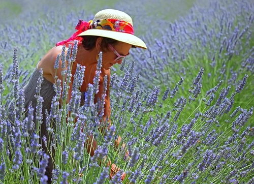 Immagine con cappello, donna, lavanda, fiori, viola, occhiali, campo