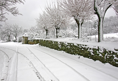Immagine con neve, alberi, strada, inverno, bianco, muretto, tracce, siepe, rami, orme, muro, impronte