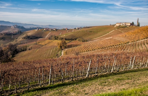 Immagine con panorama, colline, vigneti, paesaggio, cielo, autunno, filari, campo, vigneto, campagna, alberi
