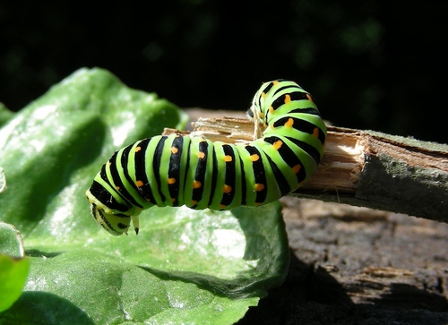 Immagine con verde, bruco, foglia, nero, giallo, insetto, righe, legno, ramo, strisce, verme, puntini