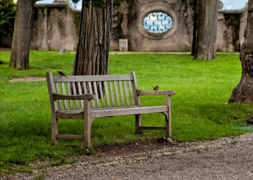 Immagine con panchina, alberi, prato, erba, verde, legno, parco, tronchi