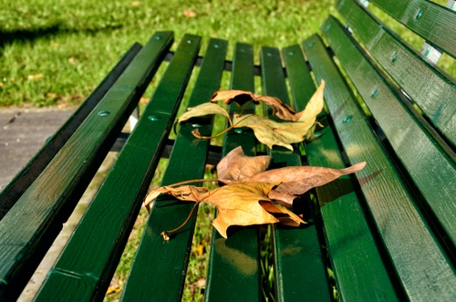 Immagine con panchina, foglie, verde, autunno, legno, prato, secche, erba