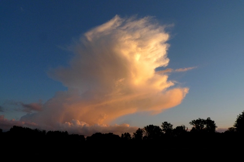 Immagine con cielo, alberi, nuvola, controluce, tramonto, azzurro, nuvole, nero, bianco, arancione, silhouette, rosa