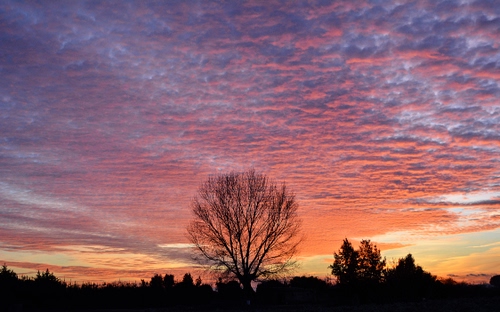 Immagine con nuvole, cielo, tramonto, alberi, albero, silhouette, rosso, controluce