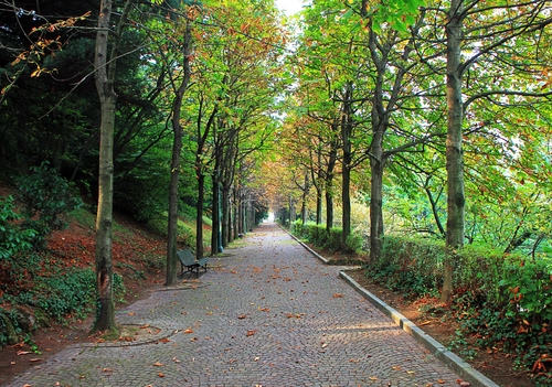 Immagine con alberi, verde, viale, foglie, prospettiva, panchina, parco, porfido, autunno, rami, selciato