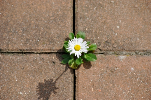 Immagine con margherita, foglie, fiore, petali, ombra, bianco, mattonelle, verde, piastrelle, fughe, giallo, incrocio, cemento, corolla, fessure