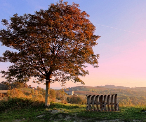 Immagine con albero, panchina, cielo, autunno, panorama, paesaggio, foglie, rami, piante
