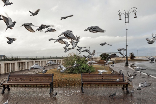 Immagine con panchine, lampione, colombi, uccelli, ali, volo, piccioni, aiuola