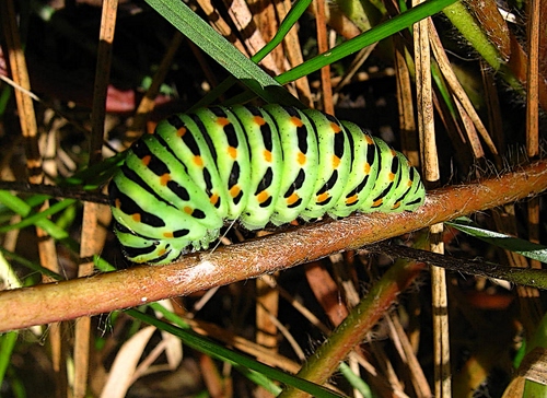 Immagine con verde, bruco, foglie, rami, nero, marrone, ramo, erba, piante, farfalla, larva, macaone, macro, canne, giallo, righe, insetto