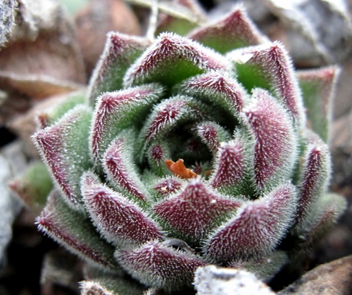 Immagine con pianta, verde, macro, grassa, frattale, peluria, rosso, fiore, foglie, viola, frattali, petali