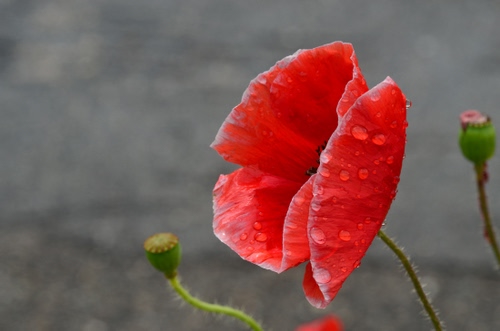 Immagine con papavero, rosso, gocce, fiore, petali, rugiada, acqua, verde, macro